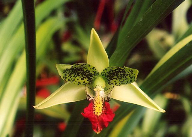 orchidée madagascar